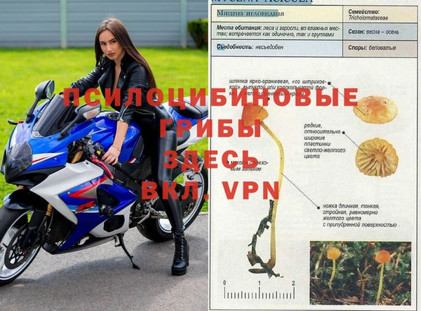ГАЛЛЮЦИНОГЕННЫЕ ГРИБЫ Верея